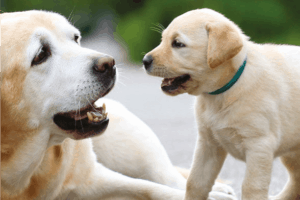 County offers free rabies vaccines for pets