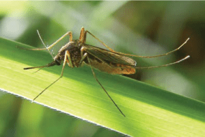 Mosquitoes with West Nile found in Westchester