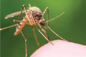 First positive West Nile Virus case in Westchester