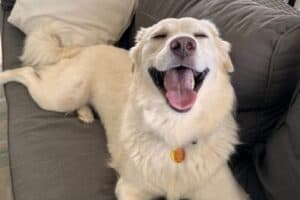 Free rabies vaccines for county pets