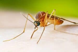 First positive West Nile virus case found in Westchester